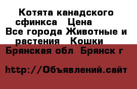 Котята канадского сфинкса › Цена ­ 15 - Все города Животные и растения » Кошки   . Брянская обл.,Брянск г.